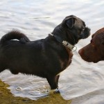 synonyms for sniff at the online kid thesaurus