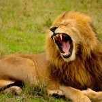 synonyms for roar at the online kid thesaurus