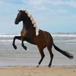 synonyms for prance at the online kid thesaurus