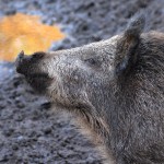 synonyms for boar at the online kid thesaurus