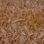 synonyms for wheat at the online kid thesaurus