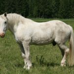 synonyms for horse at the online kid thesaurus