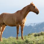 synonyms for stallion at the online kid thesaurus