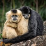 Two gibbons sitting close together on a log - one light brown and one dark black, with long arms wrapped around each other