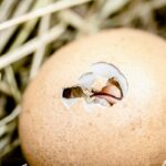A baby bird with its beak open is hatching from a cracked brown egg sitting in dried grass