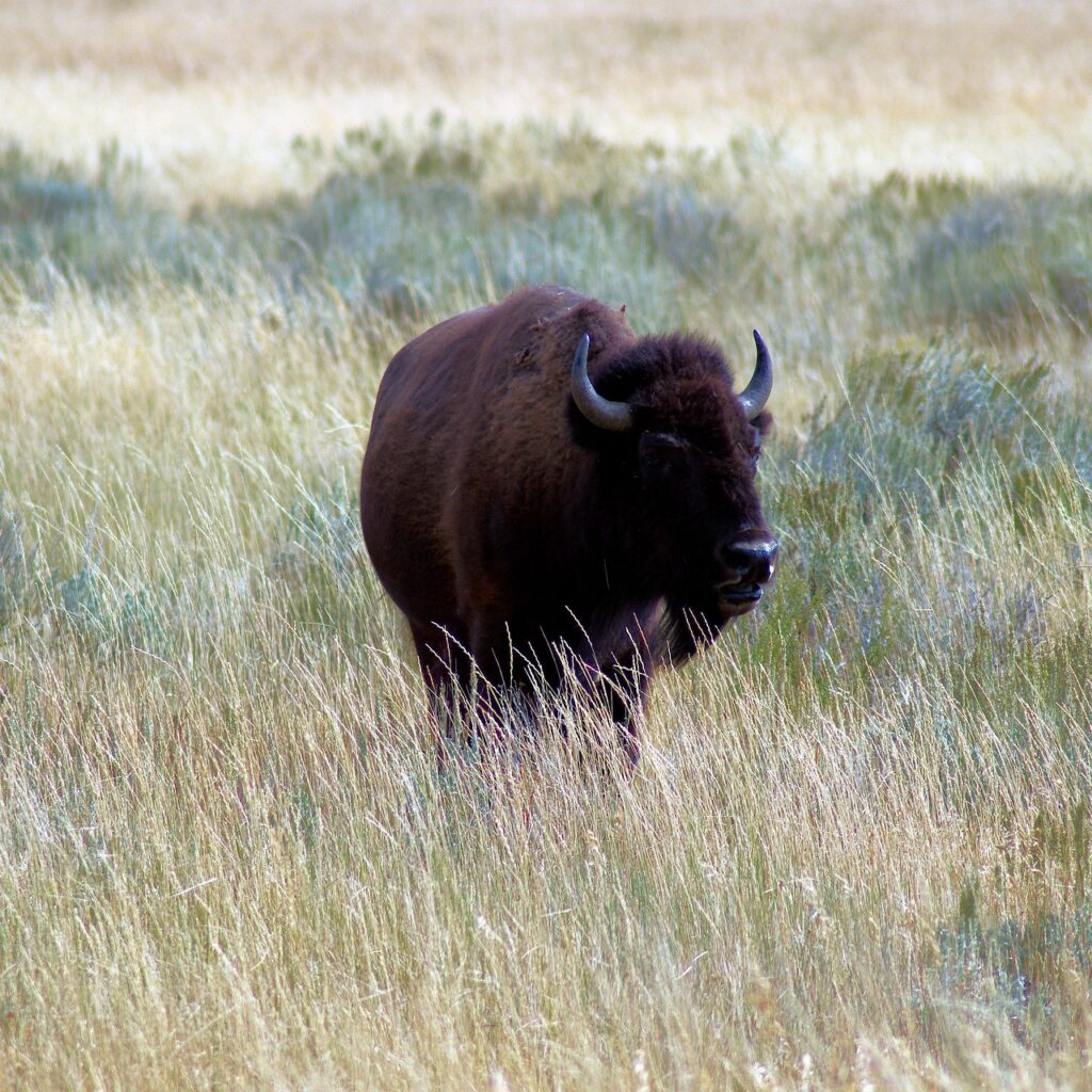 A large brown bison with small horns stands in tall golden grass on a prairie, with its thick furry coat and sturdy body visible.