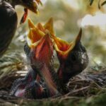 Baby birds in a nest with wide open beaks waiting for their parent to feed them