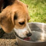 A brown and white beagle dog drinking water from a shiny metal bowl outdoors on grass