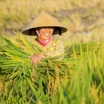 A smiling farmer wearing a cone-shaped straw hat harvests rice plants in a green paddy field