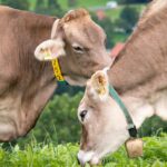 Two brown cows with yellow ear tags nuzzling each other while grazing on green grass in a sunny pasture