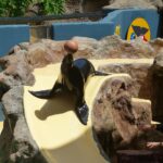 A playful sea lion balancing a red ball on its nose while sitting on rocky ledges in a zoo habitat with water