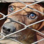 A brown dog with sad eyes looking through a chain-link fence, appearing trapped or confined behind the metal barrier.